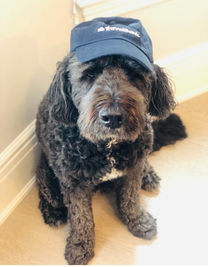 Dog in TravelBank hat